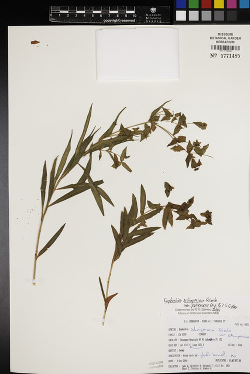 Euphorbia schimperiana var. pubescens photo 4