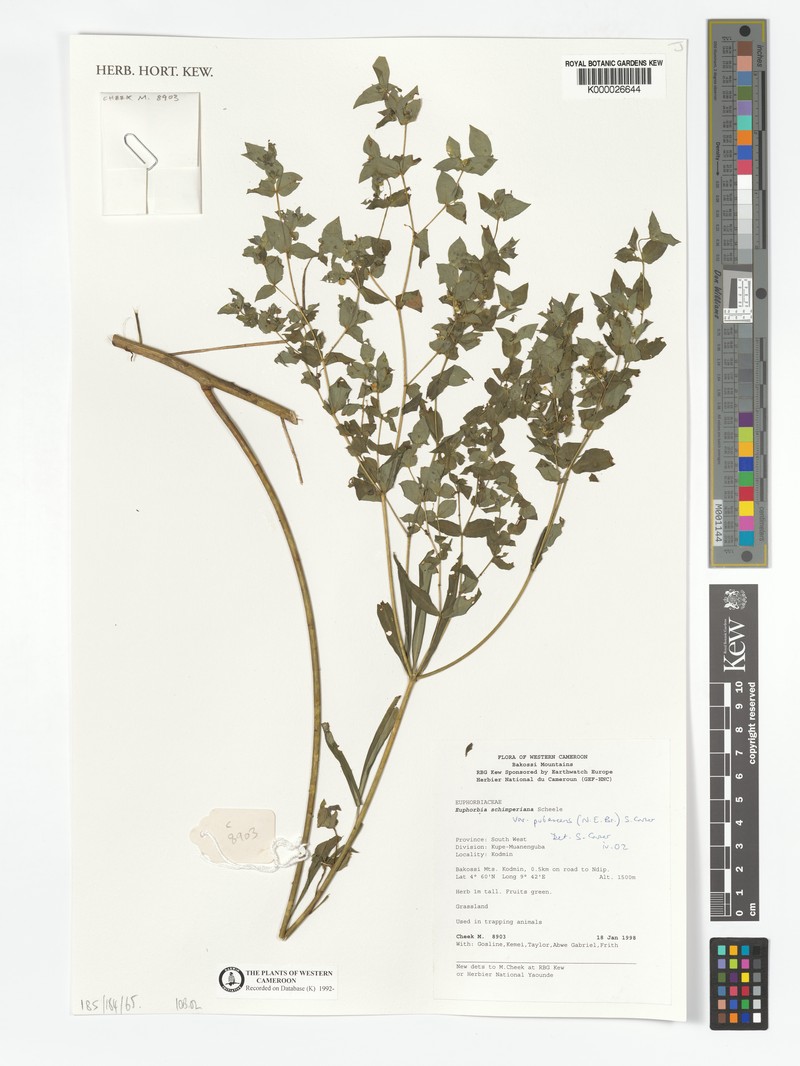 Euphorbia schimperiana var. pubescens photo 5