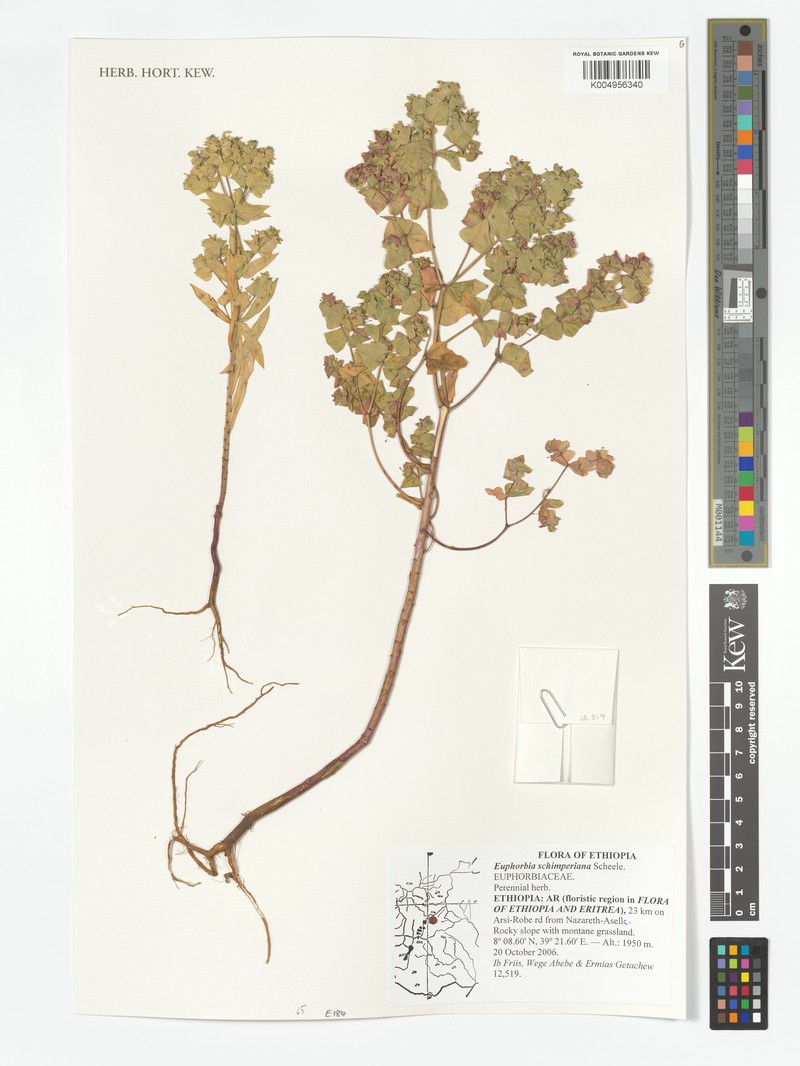 Euphorbia schimperiana var. schimperiana