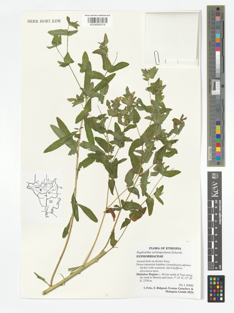 Euphorbia schimperiana var. schimperiana photo 3