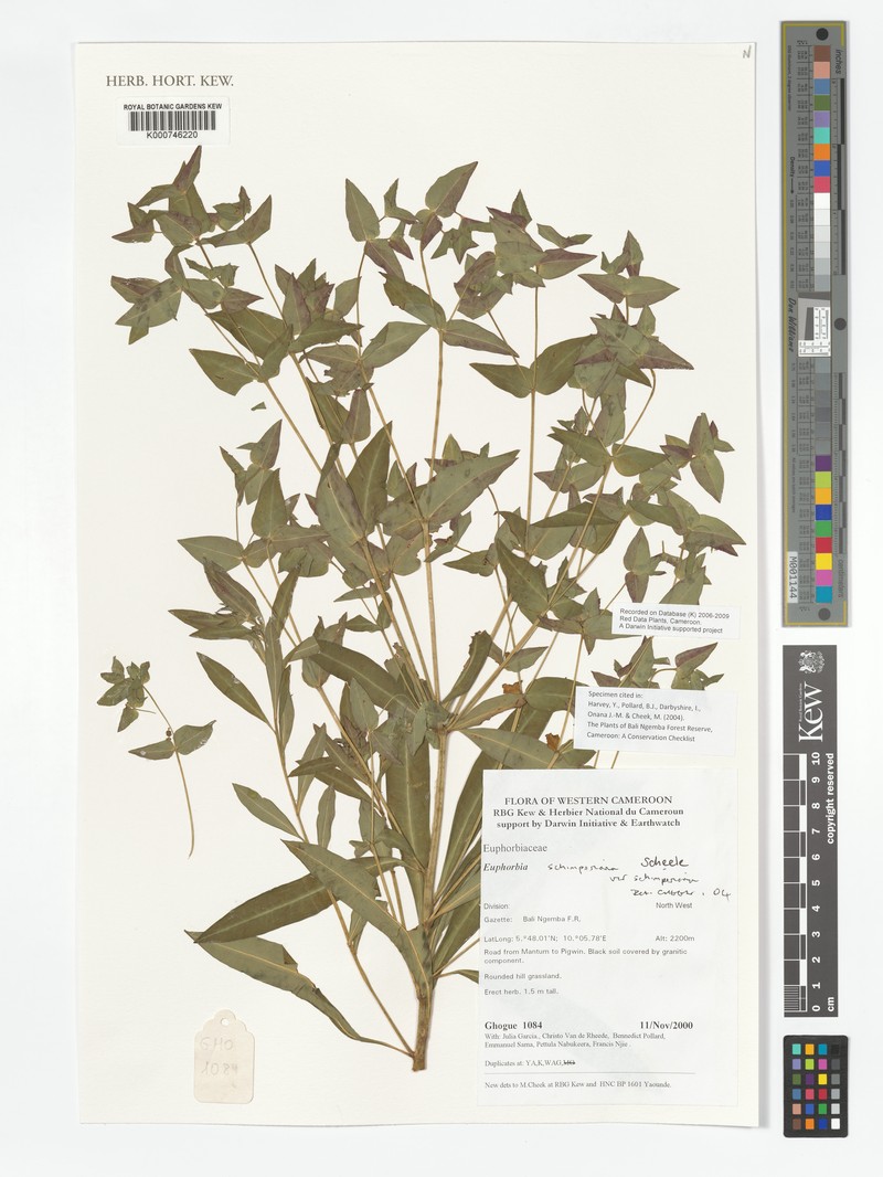 Euphorbia schimperiana var. schimperiana photo 4