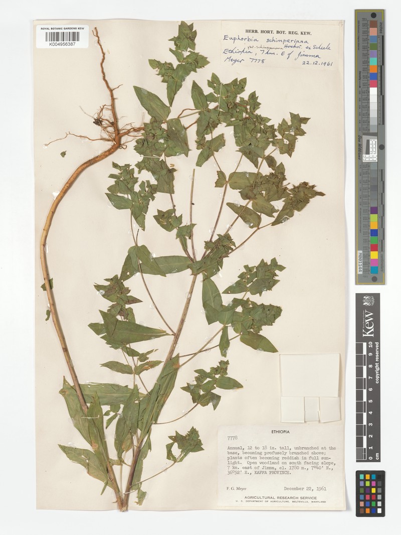Euphorbia schimperiana var. velutina