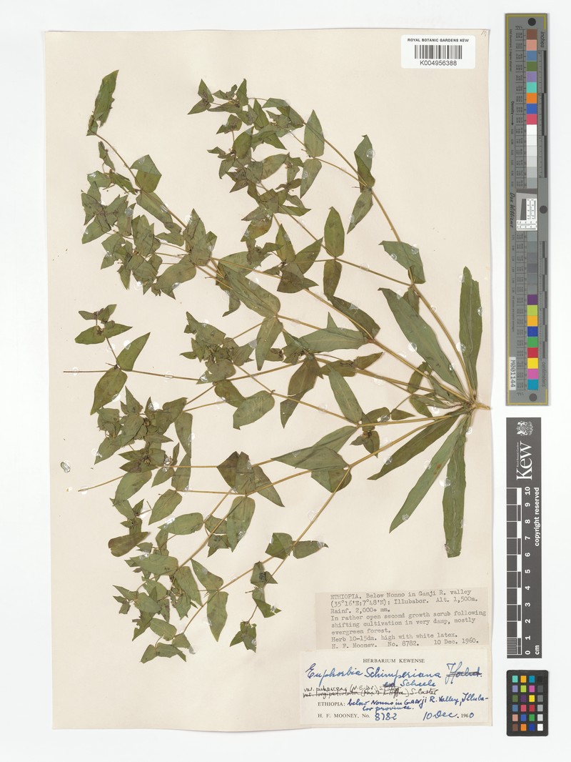 Euphorbia schimperiana var. velutina photo 2