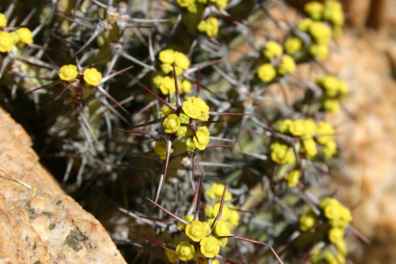 Euphorbia schinzii