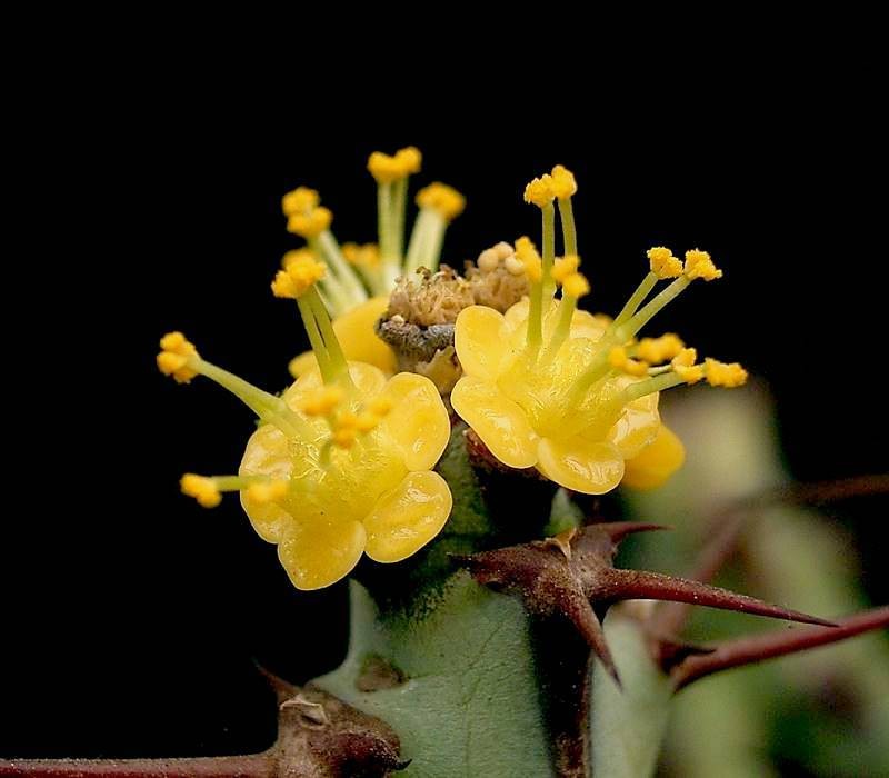 Euphorbia schinzii photo 2
