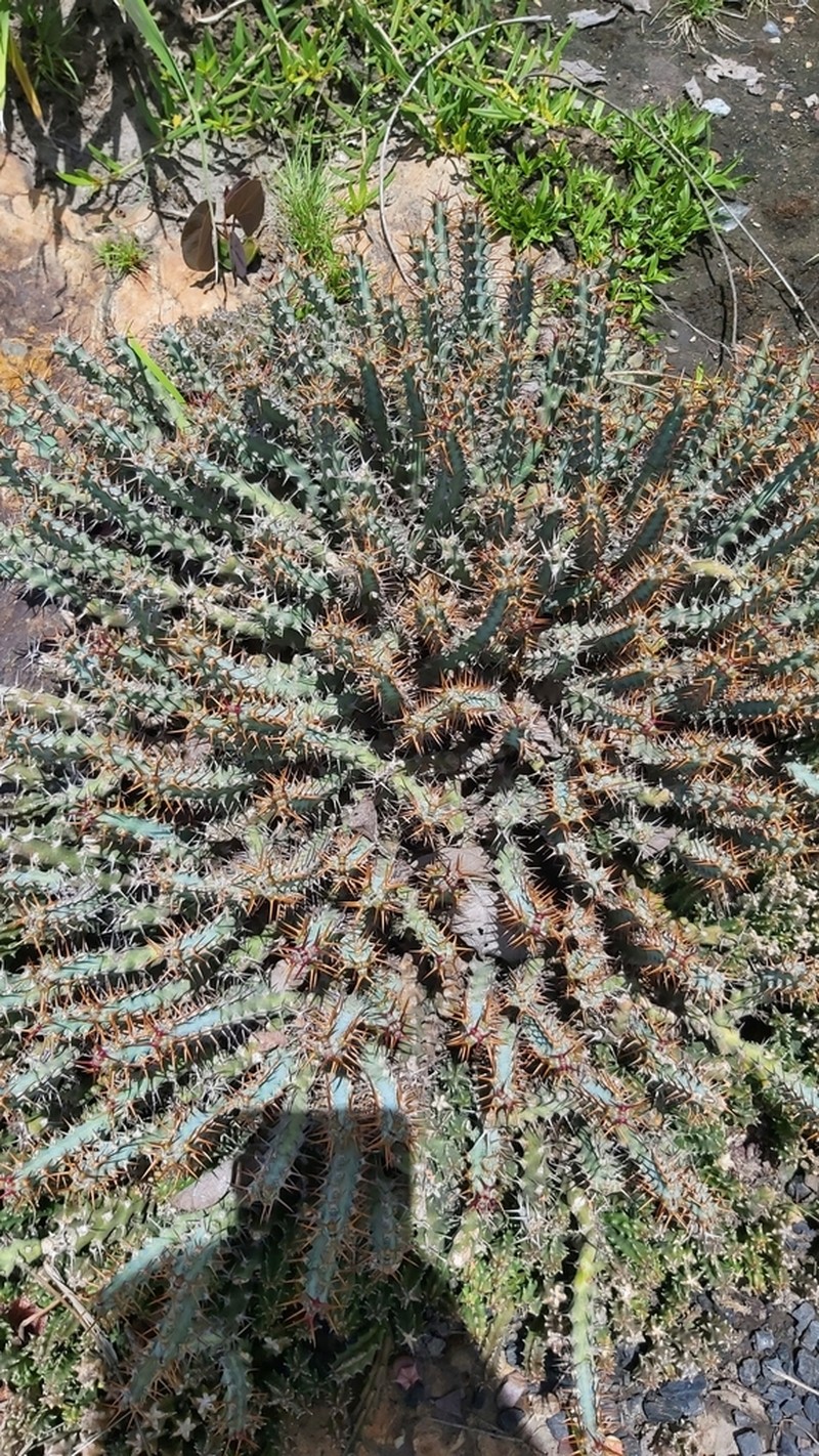 Euphorbia schinzii photo 4