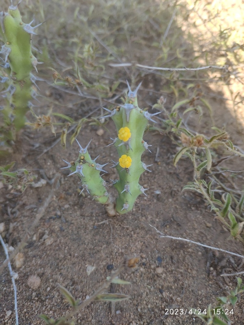 Euphorbia schinzii photo 5