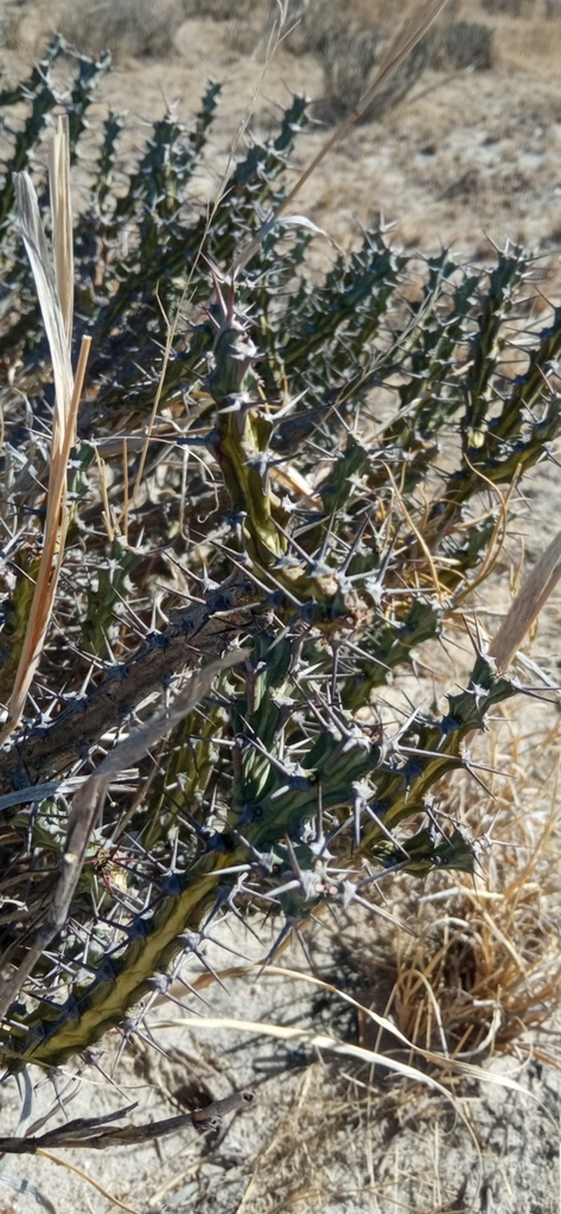 Euphorbia schinzii photo 6