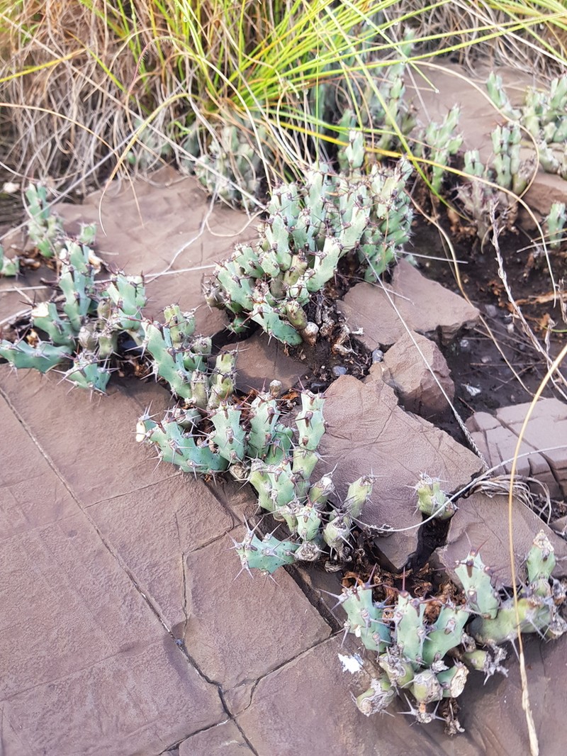 Euphorbia schinzii photo 7