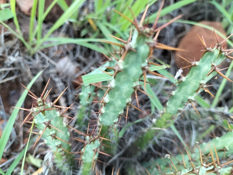 Euphorbia schinzii subsp. bechuanica