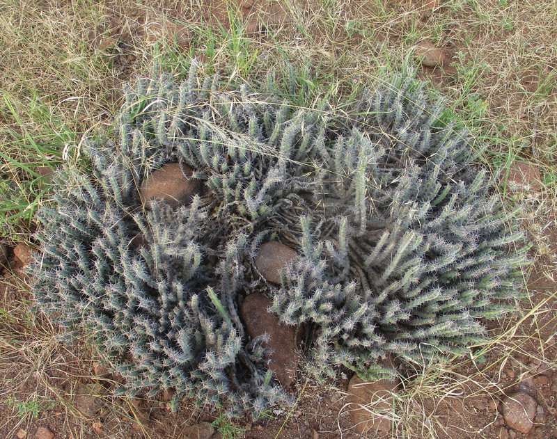 Euphorbia schinzii subsp. bechuanica photo 2