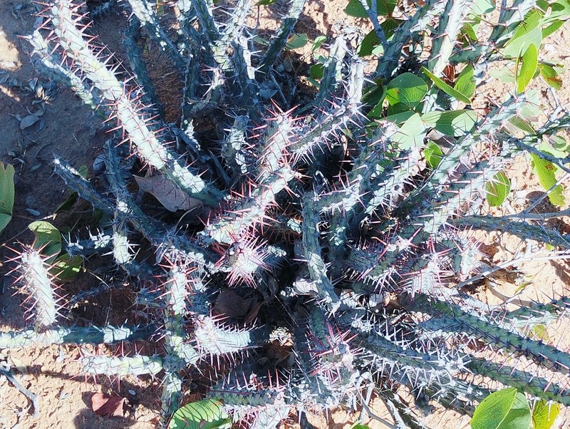 Euphorbia schinzii subsp. bechuanica photo 3