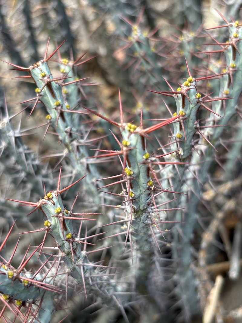 Euphorbia schinzii subsp. bechuanica photo 5