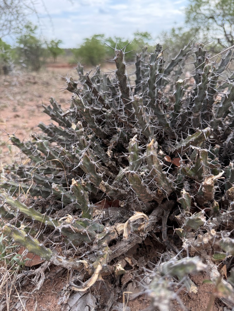 Euphorbia schinzii subsp. bechuanica photo 6