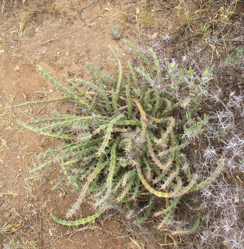 Euphorbia schinzii subsp. bechuanica photo 7