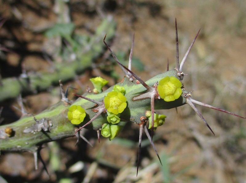 Euphorbia schinzii subsp. bechuanica photo 8