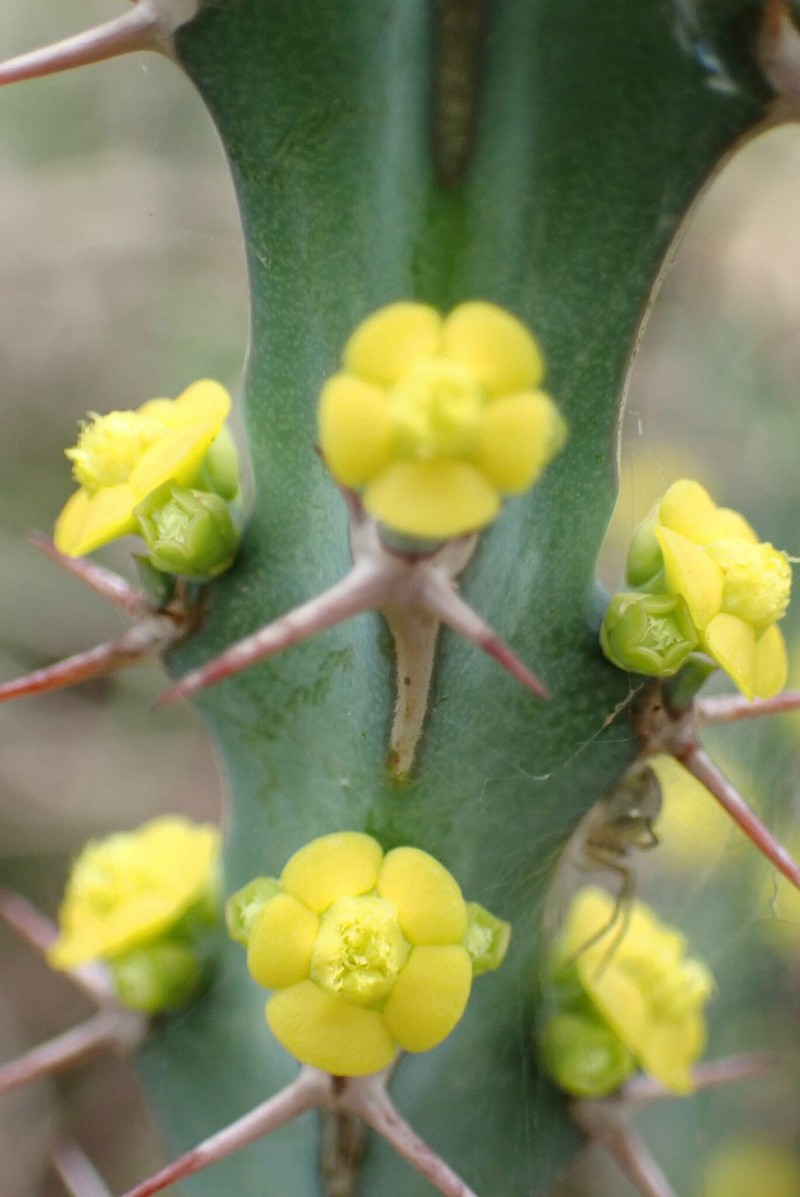 Euphorbia schinzii subsp. schinzii