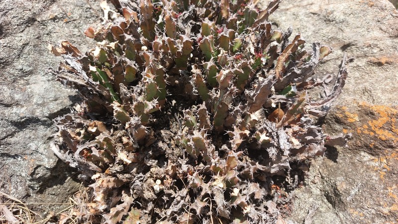 Euphorbia schinzii subsp. schinzii photo 2