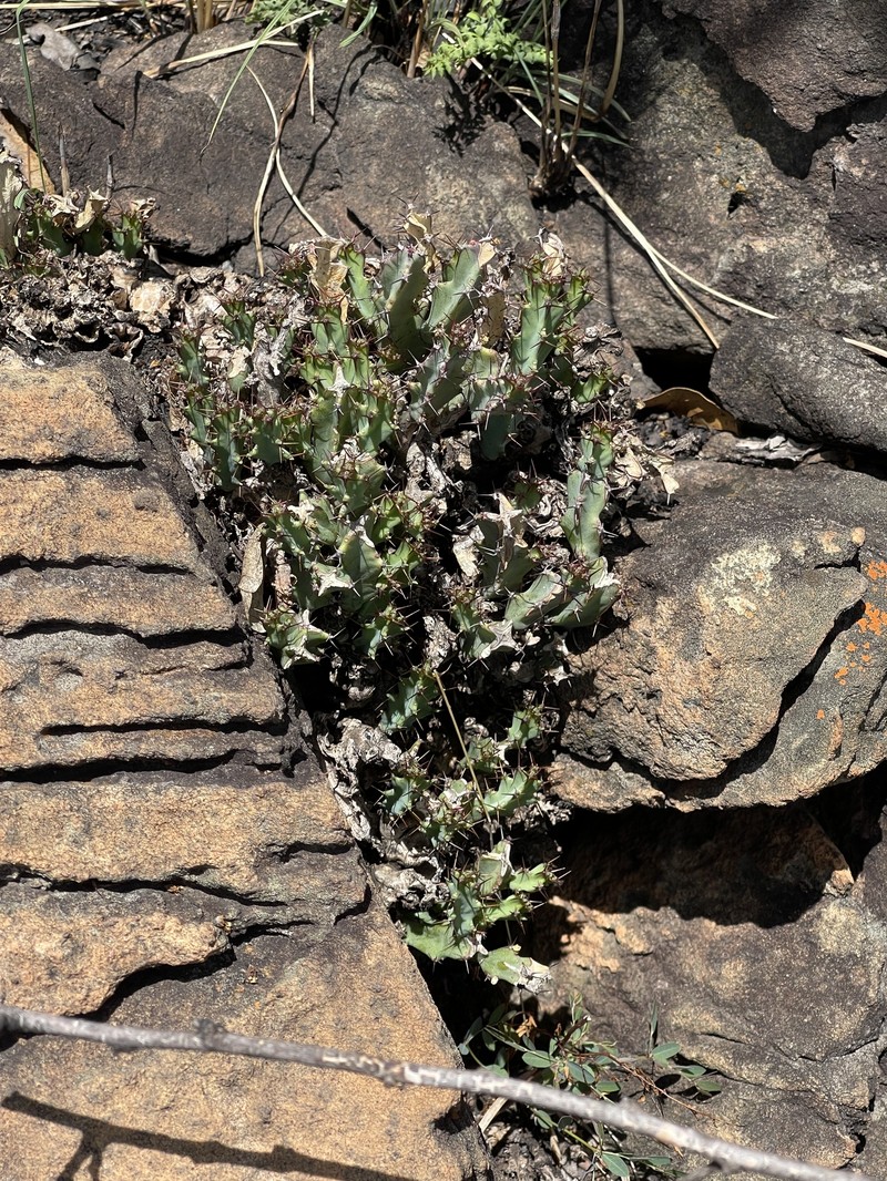 Euphorbia schinzii subsp. schinzii photo 3