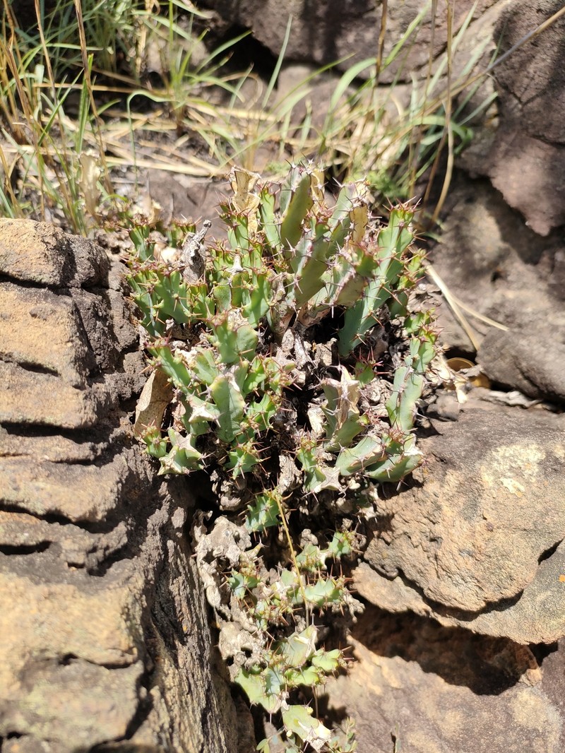 Euphorbia schinzii subsp. schinzii photo 4
