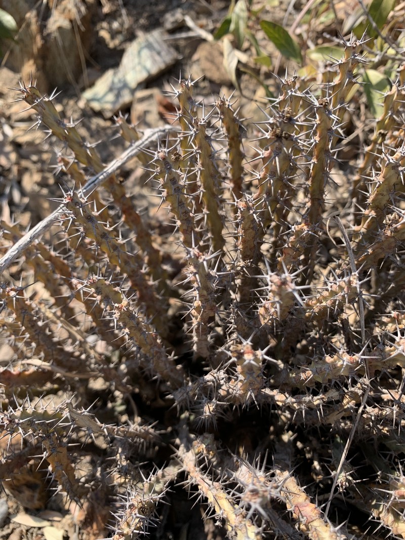 Euphorbia schinzii subsp. schinzii photo 5