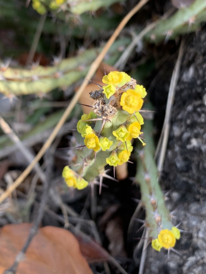 Euphorbia schinzii subsp. schinzii photo 6