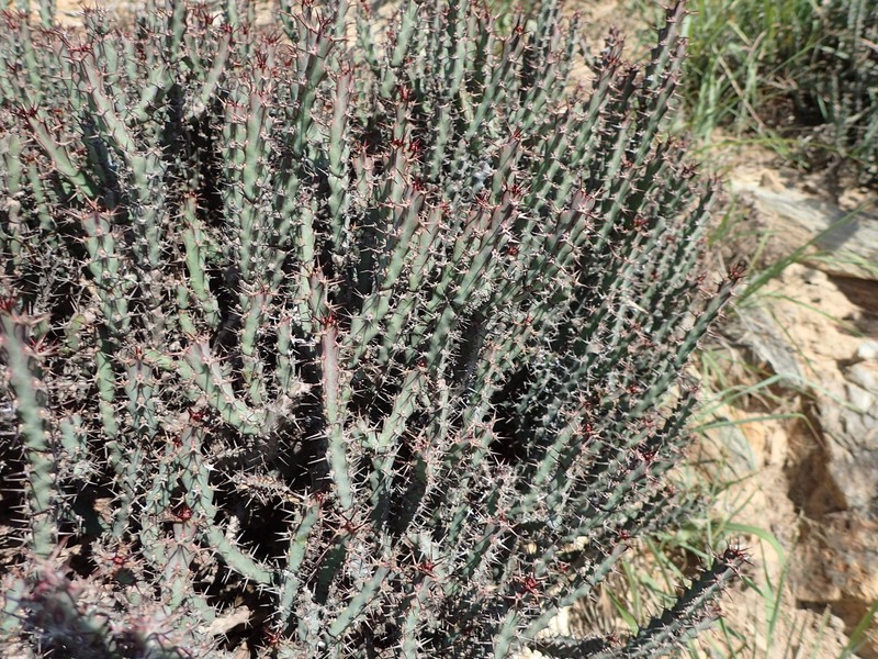 Euphorbia schinzii subsp. schinzii photo 7