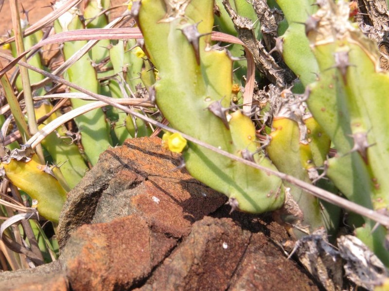 Euphorbia schinzii subsp. schinzii photo 8