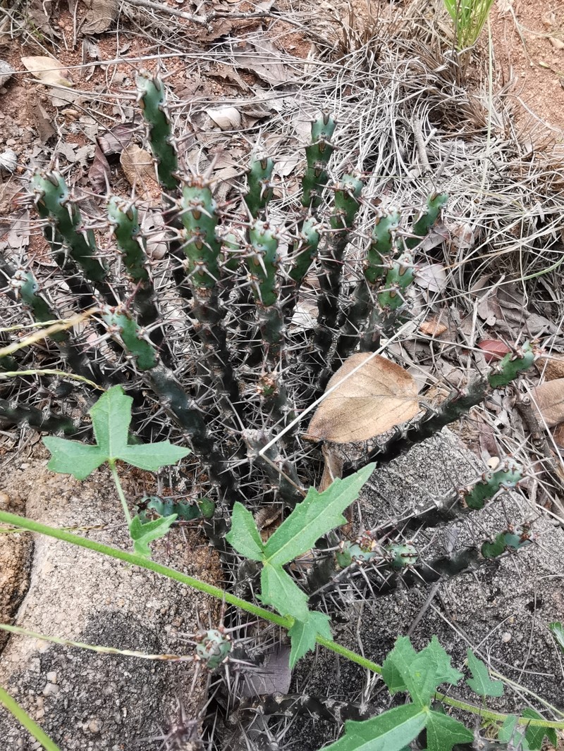 Euphorbia schinzii subsp. schinzioides