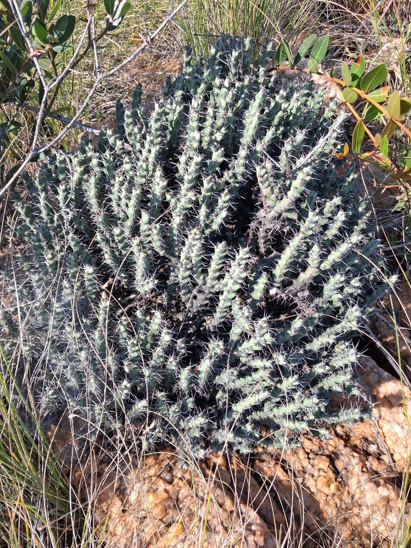 Euphorbia schinzii subsp. schinzioides photo 2