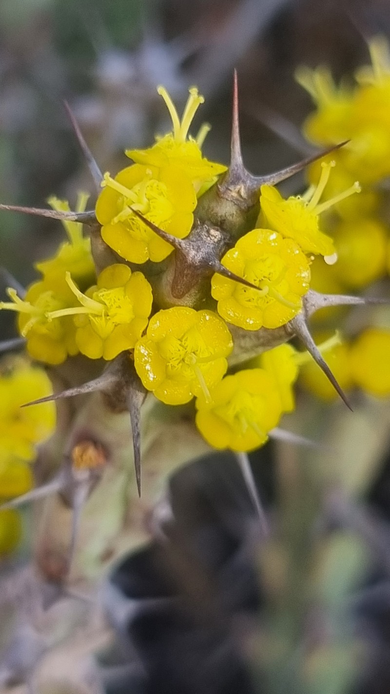 Euphorbia schinzii subsp. schinzioides photo 3