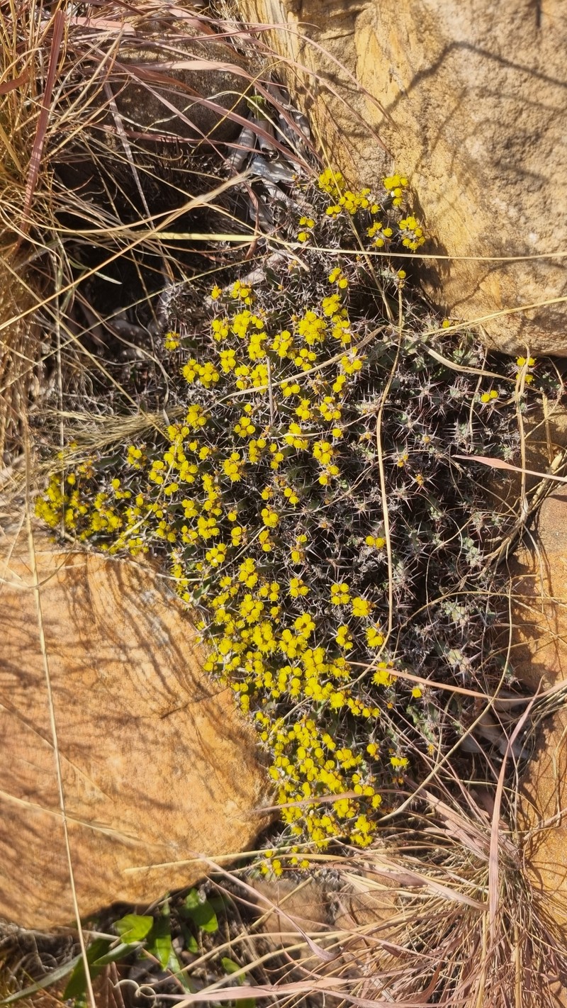 Euphorbia schinzii subsp. schinzioides photo 4