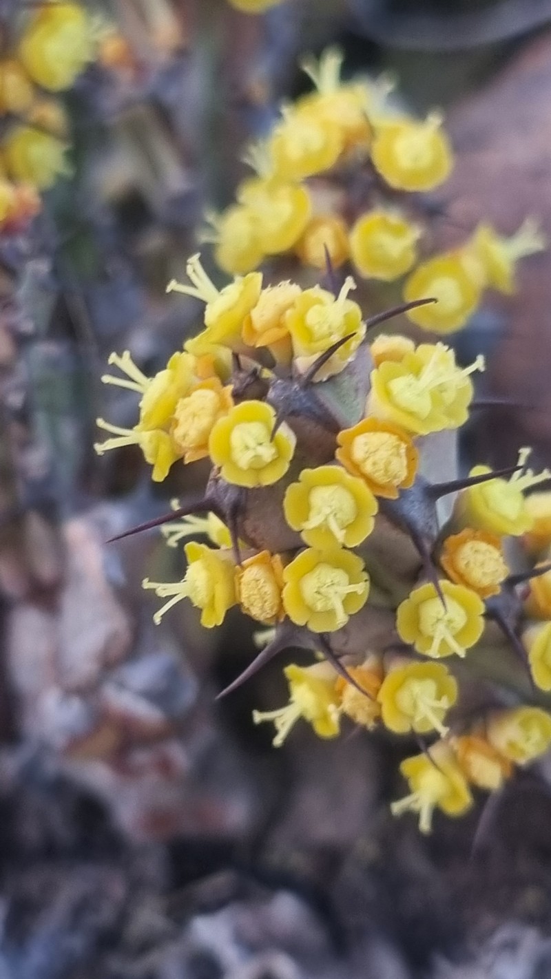 Euphorbia schinzii subsp. schinzioides photo 7