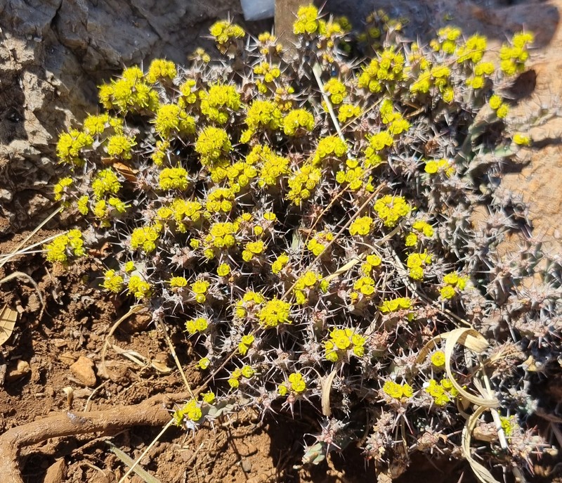 Euphorbia schinzii subsp. schinzioides photo 8