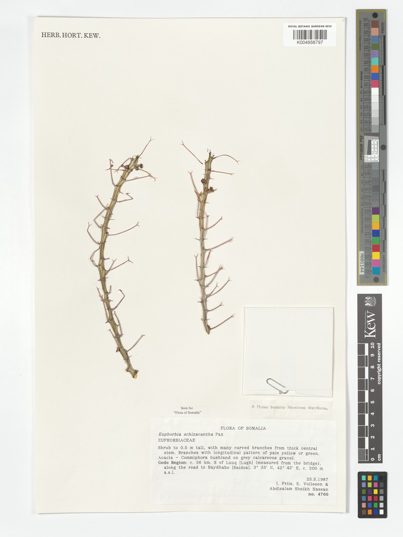 Euphorbia schizacantha