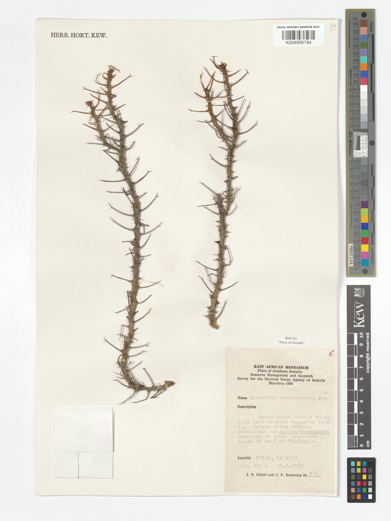 Euphorbia schizacantha photo 3