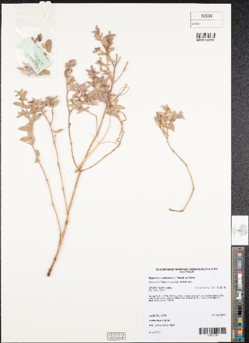 Euphorbia schizolepis photo 2