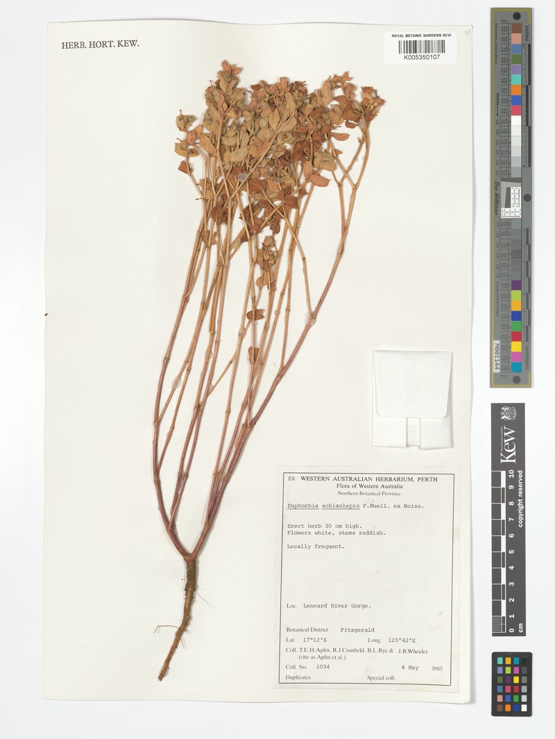 Euphorbia schizolepis photo 3