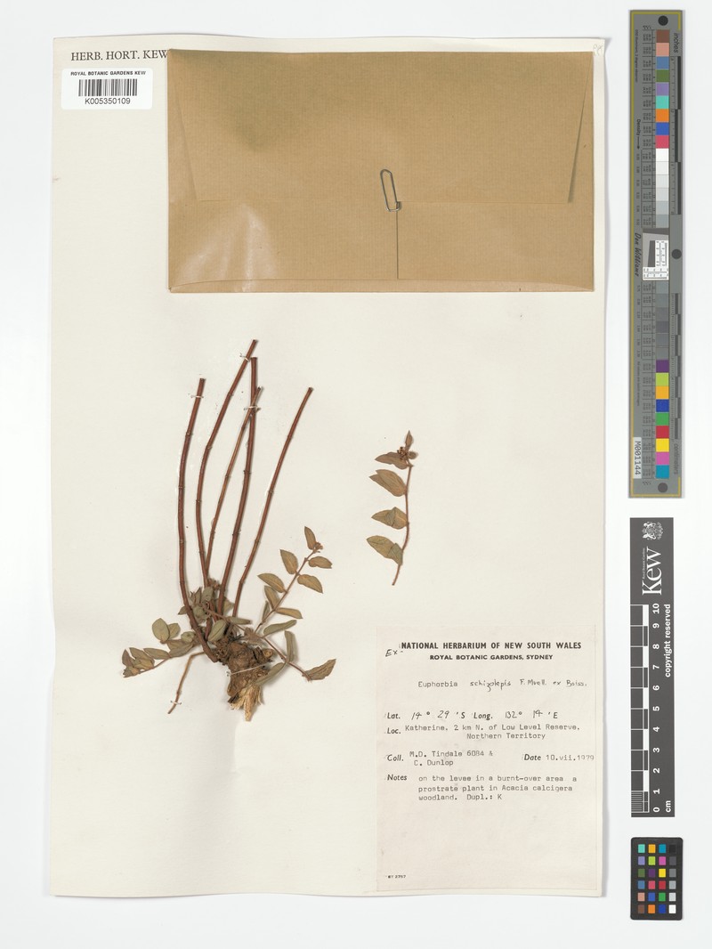 Euphorbia schizolepis photo 4