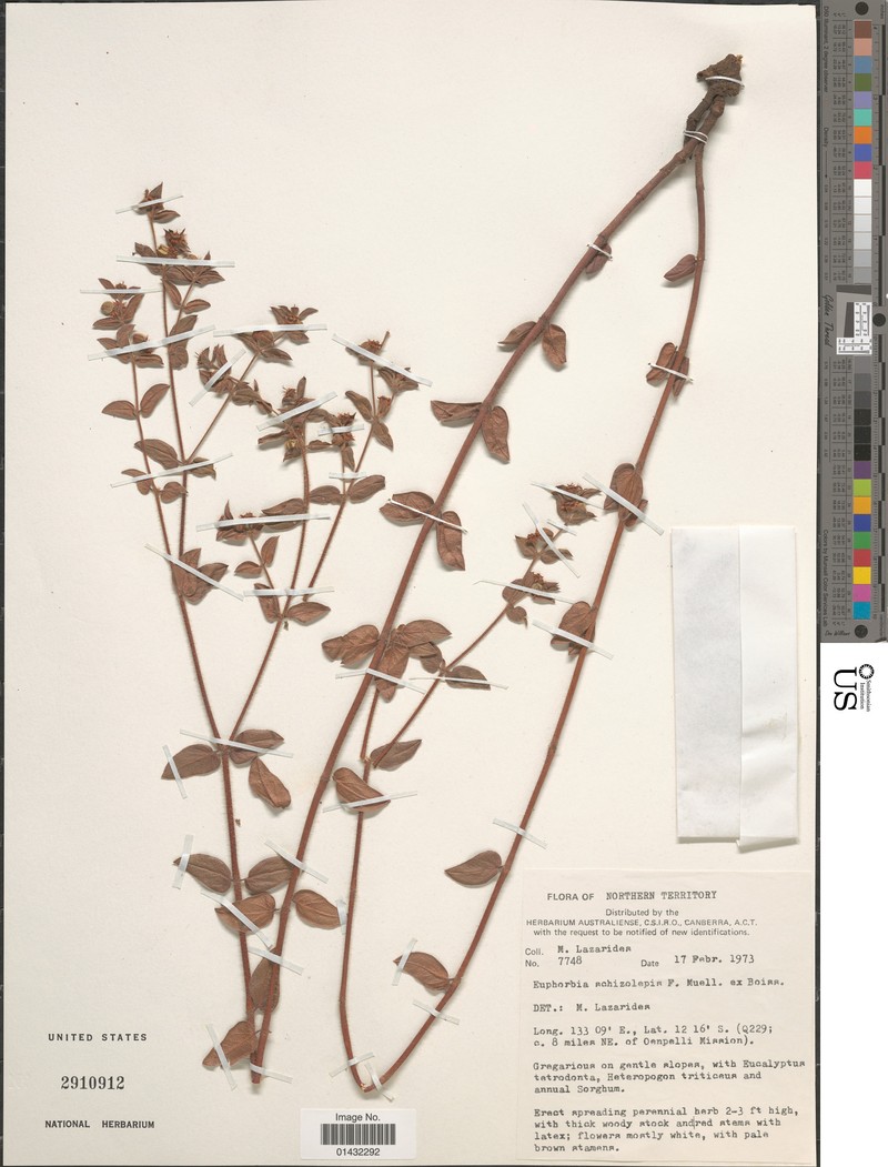 Euphorbia schizolepis photo 5