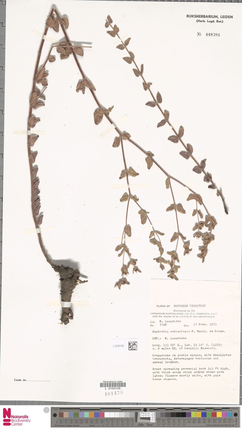 Euphorbia schizolepis photo 6