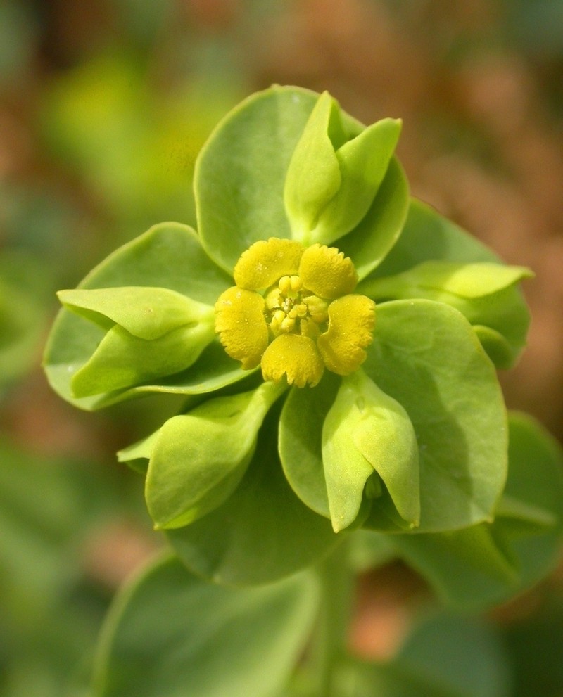 Mojave Spurge
