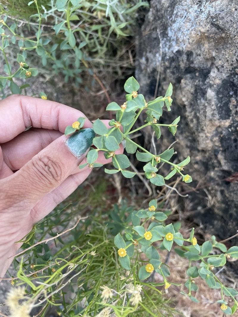 Mojave Spurge photo 2