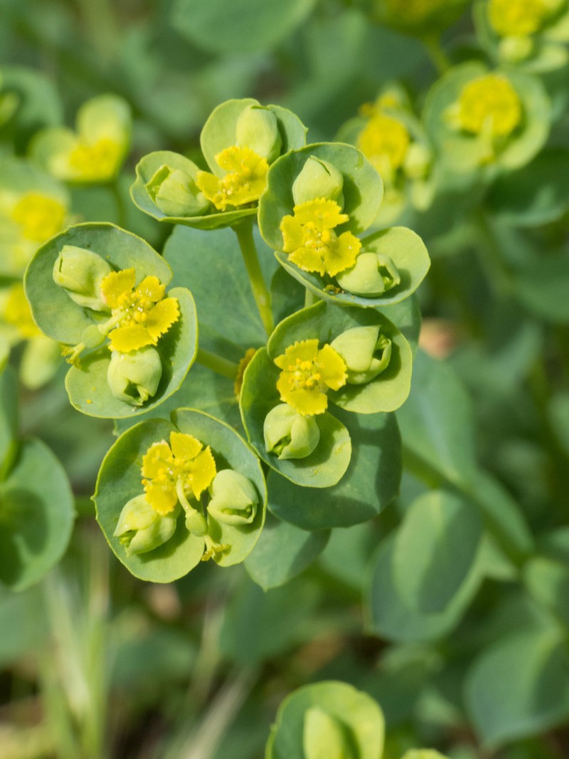 Mojave Spurge photo 3