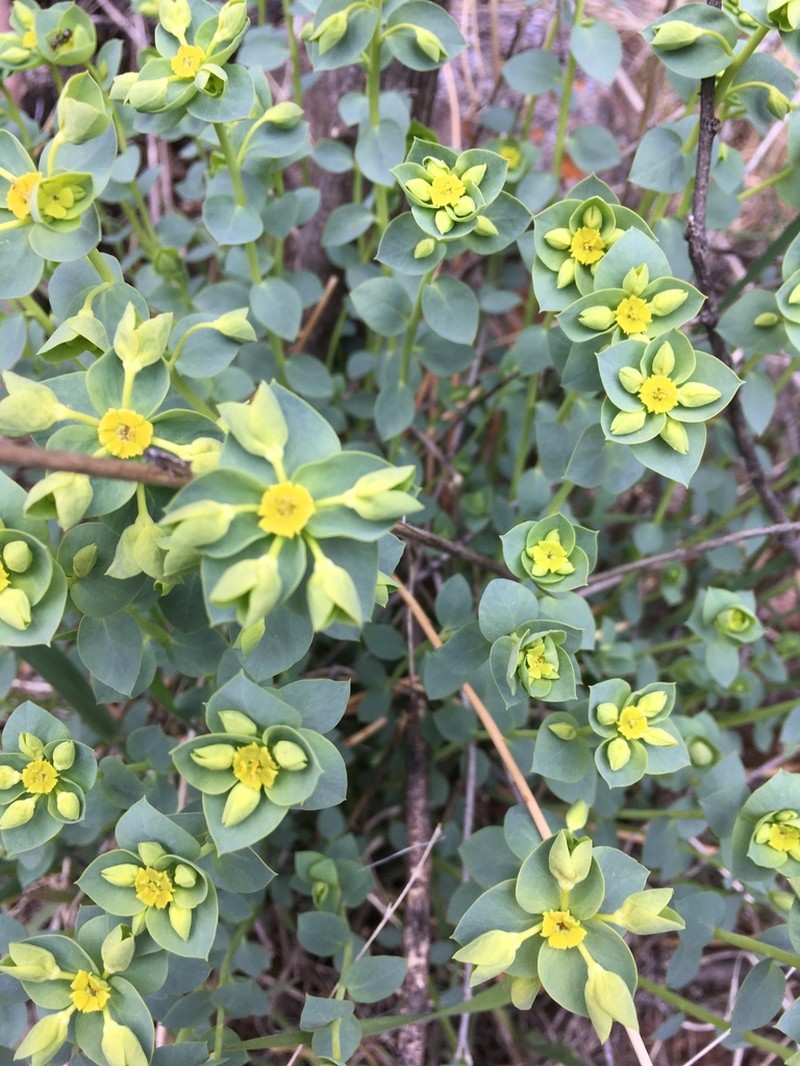 Mojave Spurge photo 4