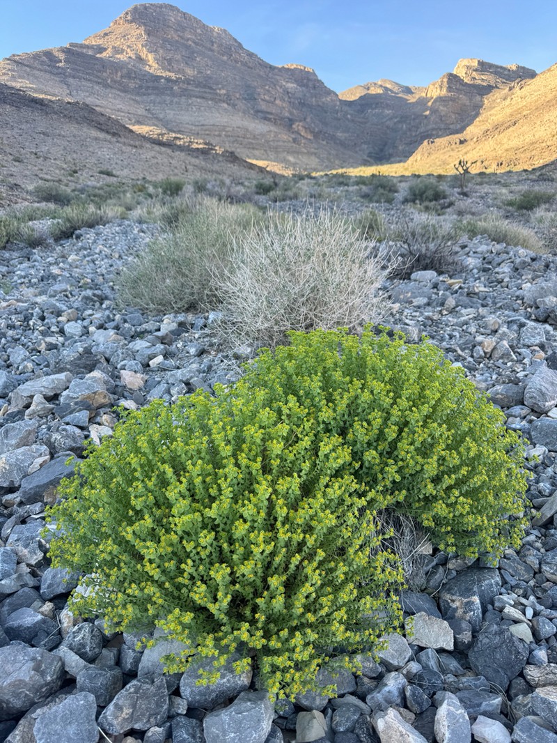 Mojave Spurge photo 5