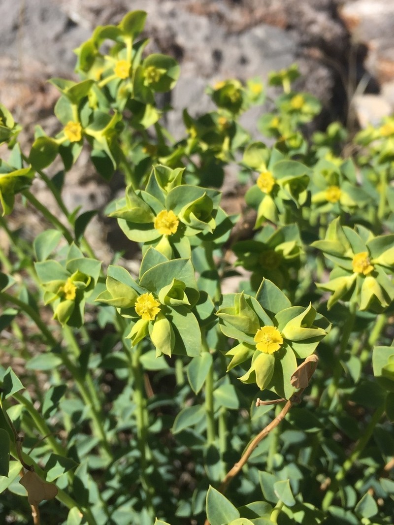 Mojave Spurge photo 6