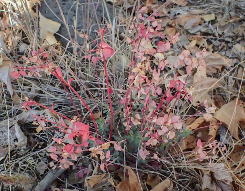 Mojave Spurge photo 7