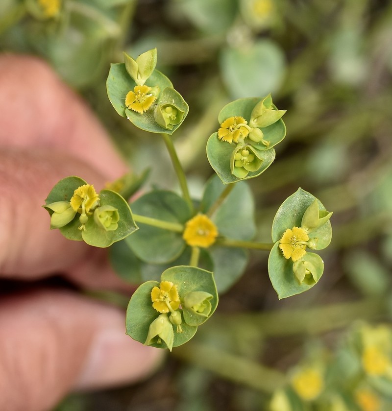 Mojave Spurge photo 8
