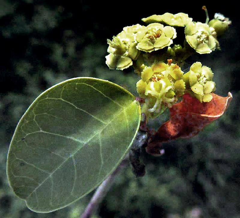 Euphorbia schlechtendalii